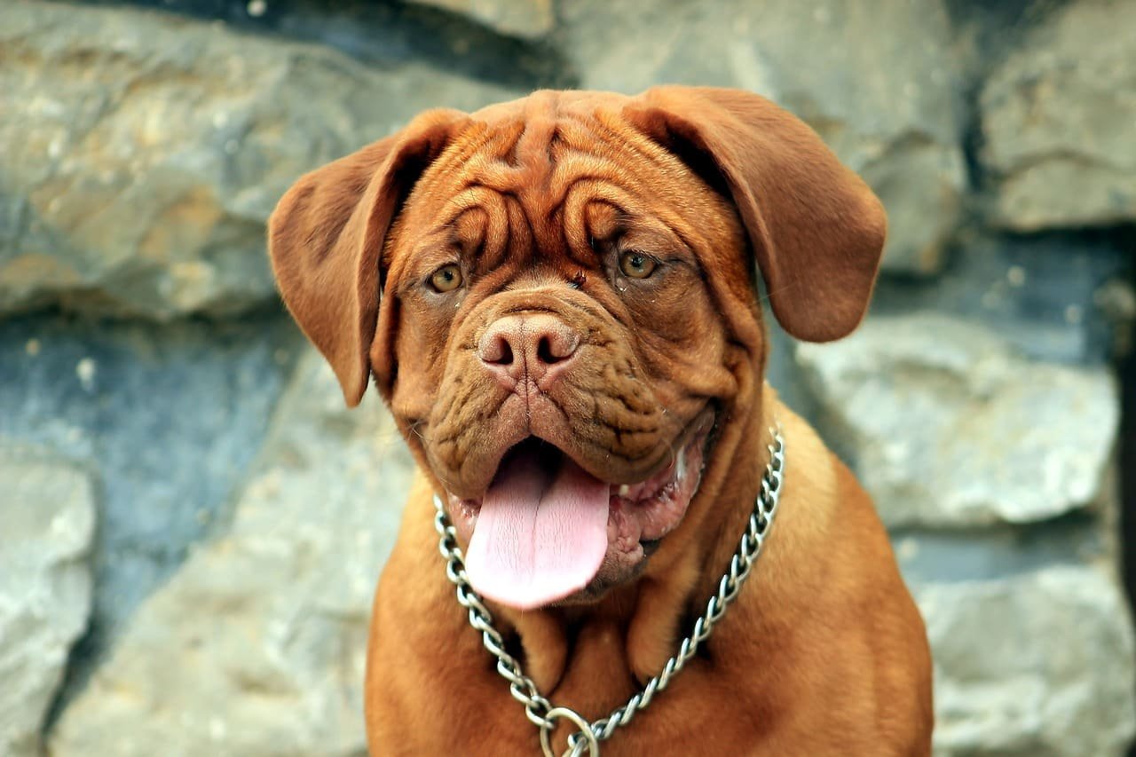 Dogue De Bordeaux