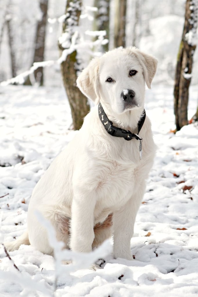 Great Pyrenees Dog Breed