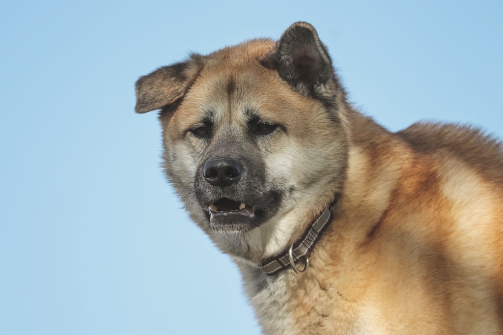 Top 15 Japanese Dog Breeds in - 2023 | Cute and Cuddly Dogs 14 Japanese Dog Breeds - Shiba Inu Mixes