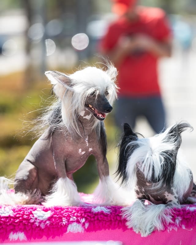 Low Shedding Dogs Breed - Chinese Crested
