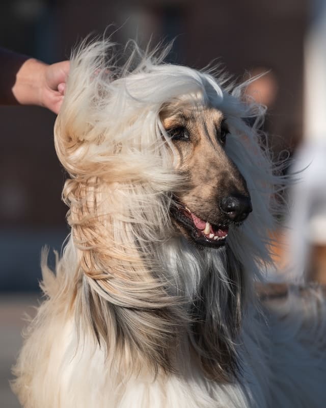Low Shedding Dogs Breed - Afghan Hound