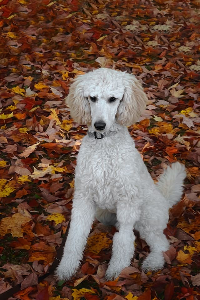 Low Shedding Dogs Breed - Poodle
