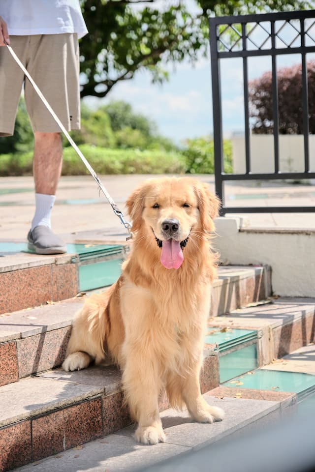 Most Affectionate Dog Breeds - Golden Retriever