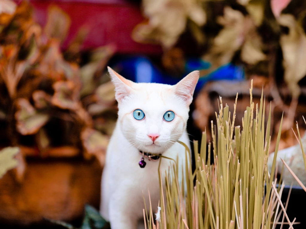 Top 7 Most Popular Cat Breeds, You Can Buy in - 2023 1 Most Popular Cat Breeds