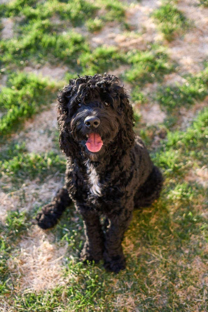 Portuguese Water Dog - Popular Water Dog Breeds