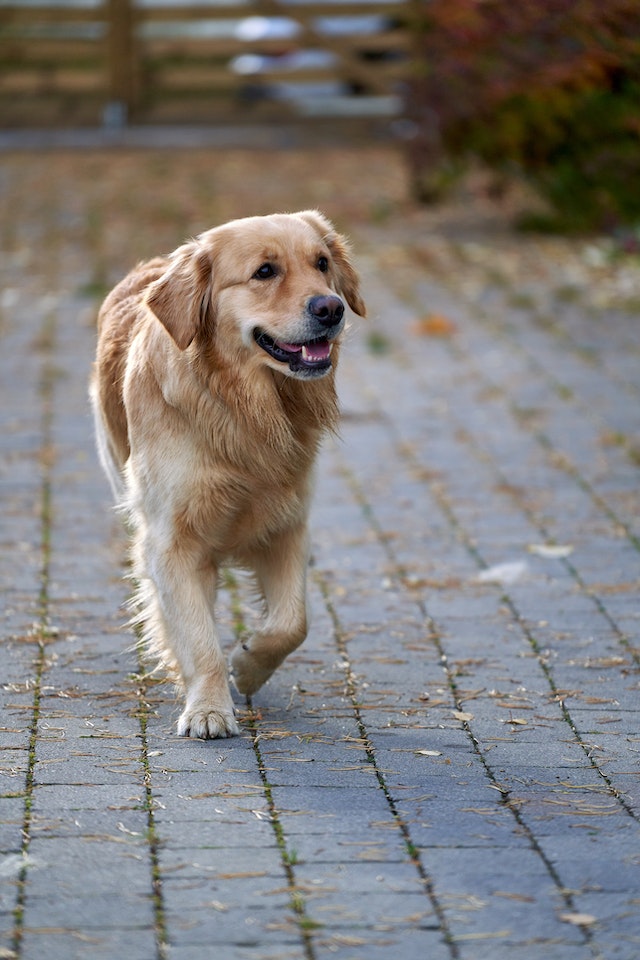 Labrador Retriever - Popular Water Dog Breeds