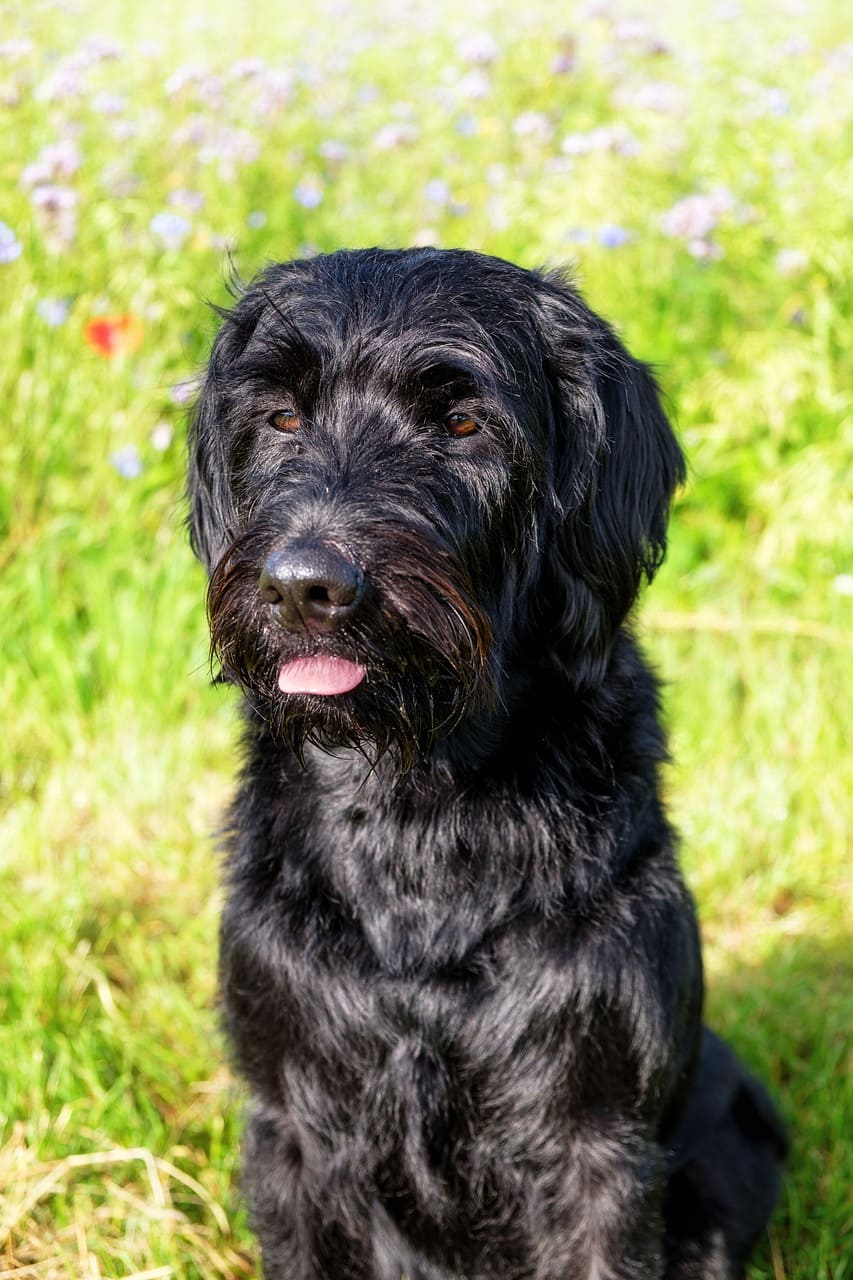 Pudelpointer Dog | Price, Breed Info, Care, Food, Health