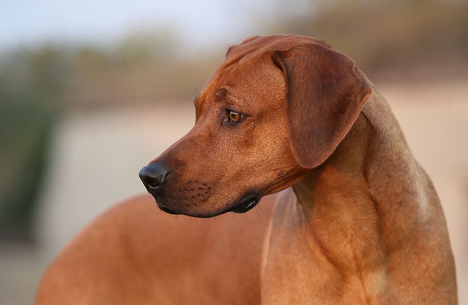 Redbone Coonhound Dog Breed