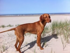 Redbone Coonhound Dog Breed