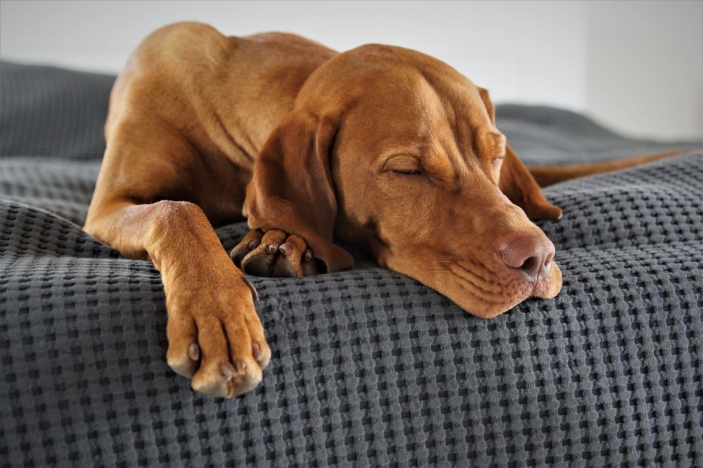 Redbone Coonhound Dog Breed