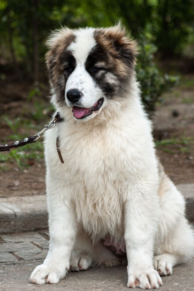 Russian Dog Breeds -  Caucasian Shepherd Dog