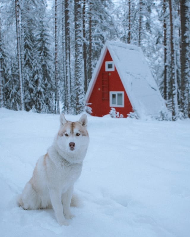 Russian Dog Breeds - Siberian Husky