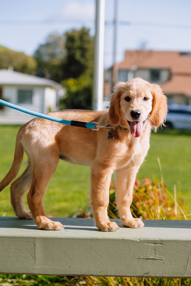 Smartest Dog Breeds - Golden Retriever