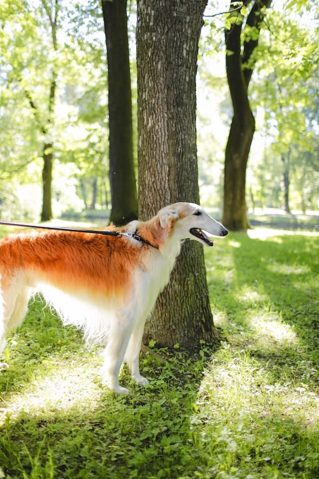 Smartest Dog Breeds - Borzoi