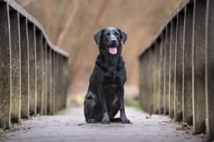 Smartest Dog Breeds