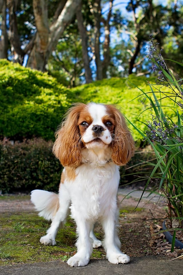 Australian Dog Breeds - Cavalier King Charles Spaniel
