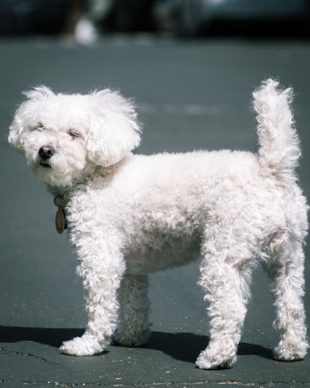 White Dog Breeds - Maltese Dog