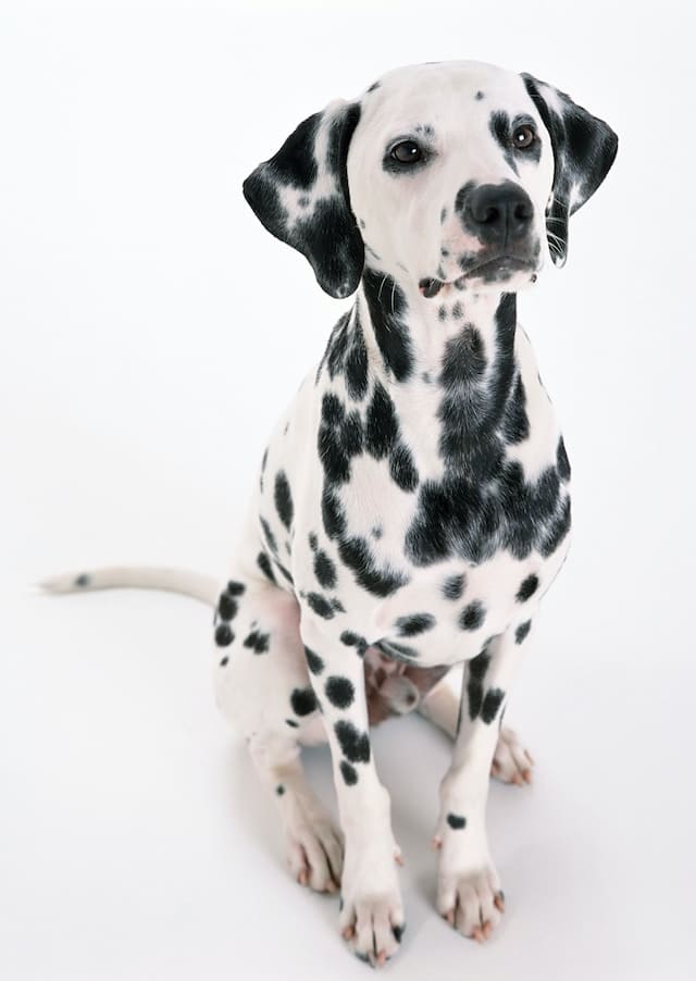White Dog Breeds - Dalmatian