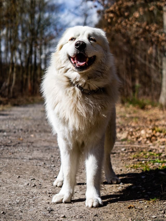 White Dog Breeds - Great Pyrenees