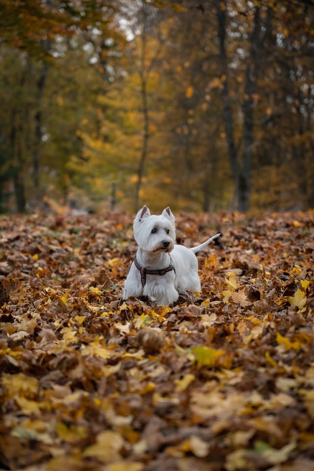White Dog Breeds - West Highland White Terrier