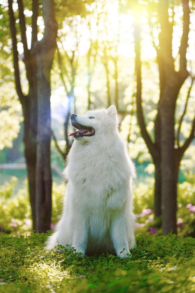 White Dog Breeds - Siberian Husky