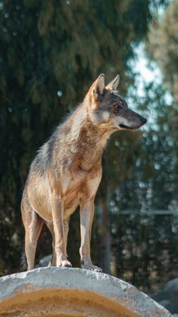 Mackenzie Valley Wolf Dog