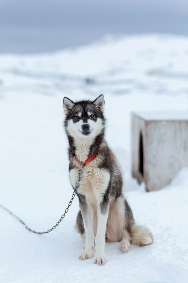 Top 14 Wolf Dog Breeds in the world - Alaskan Malamute