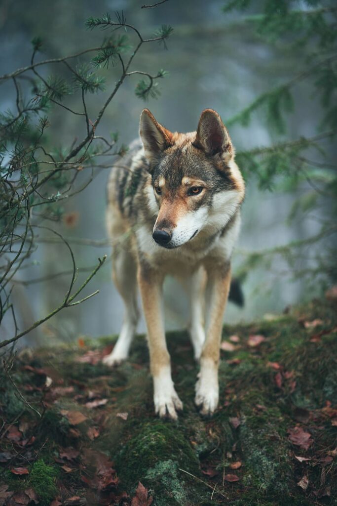 Top 14 Wolf Dog Breeds in the world - British Timber Dog