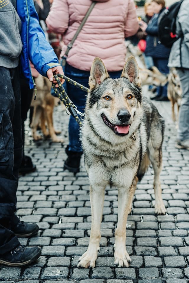 Top 14 Wolf Dog Breeds in the world - Czechoslovakian Wolfdog