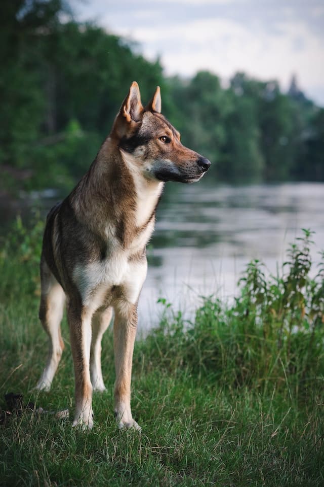 Top 14 Wolf Dog Breeds in the world - German Shepherd Wolf Mix