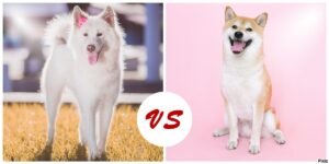 Akita Vs Shiba Inu