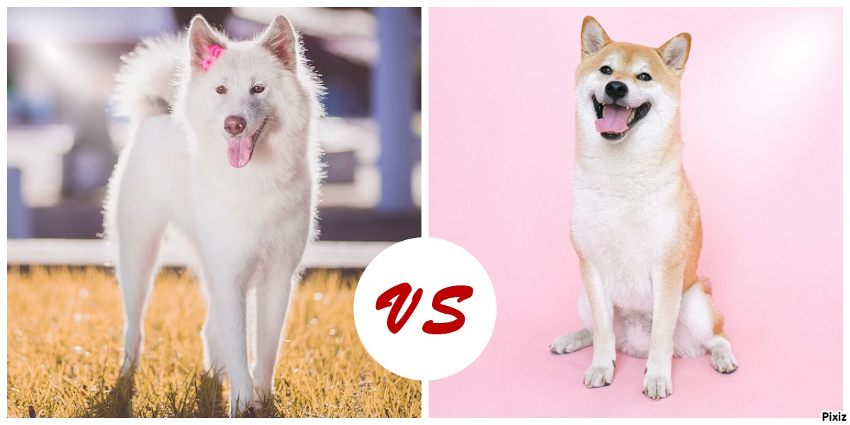 Akita Vs Shiba Inu (2023) | Comparision between 2 Breed