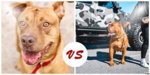 American Bully Vs Pitbull