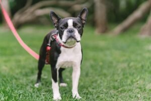 Boston Terriers Dog Breed