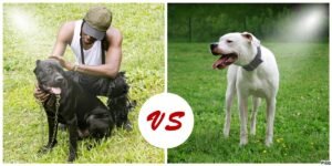 Cane Corso Vs Dogo Argentino