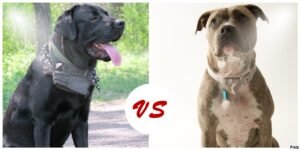 Cane Corso Vs Pitbull