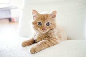 Cute Cats Breed