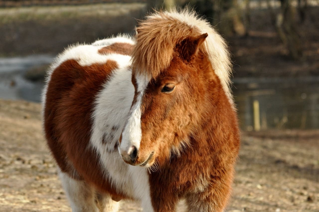 Horse Breeds - Shetland Pony