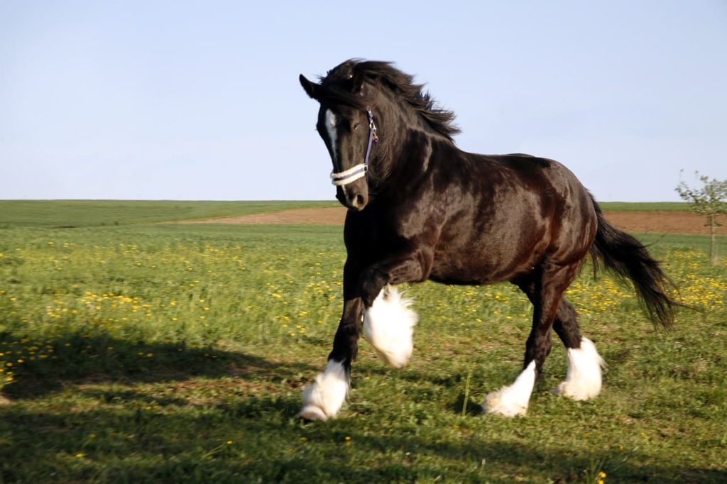 Horse Breeds - Shire Horse