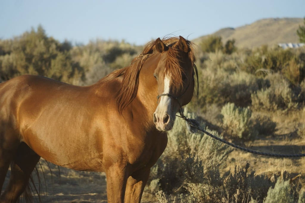 Horse Breeds - Morgan Horse