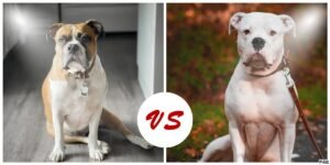 English Bulldog Vs American Bulldog