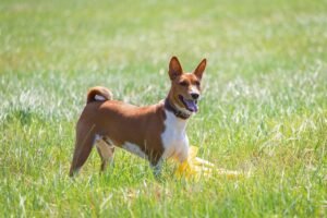 Exotic Dog Breeds