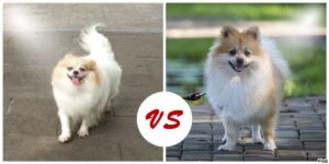 German Spitz Vs Pomeranian