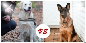 Golden Retriever Vs German Shepherd