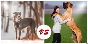 Great Dane Vs Irish Wolfhound