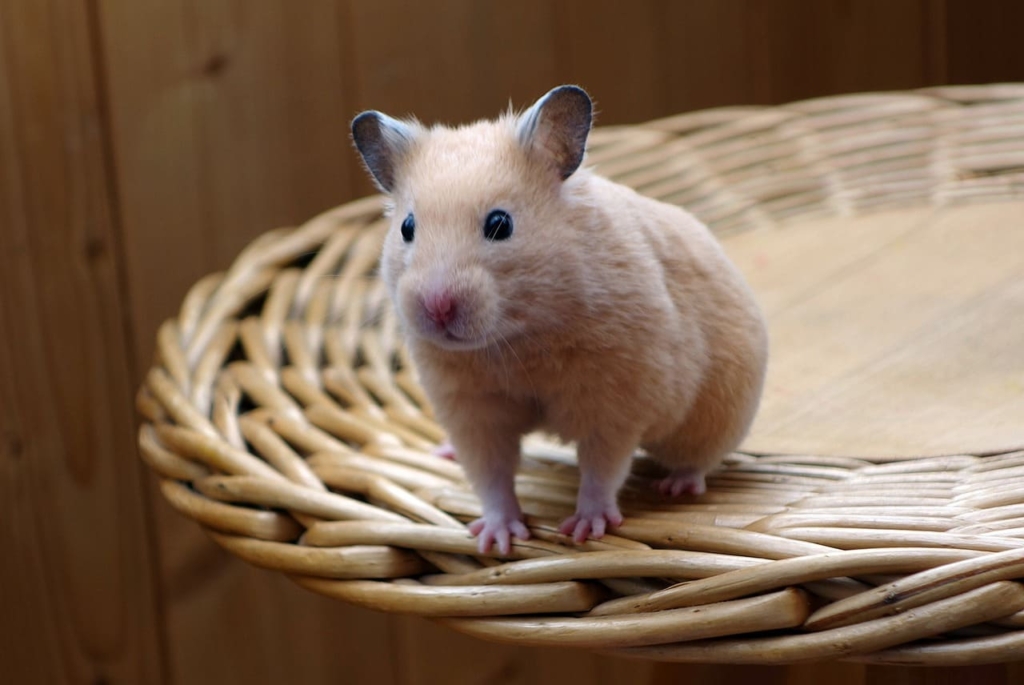 Robo Dwarf Hamster