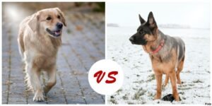 Labrador Vs German Shepherd