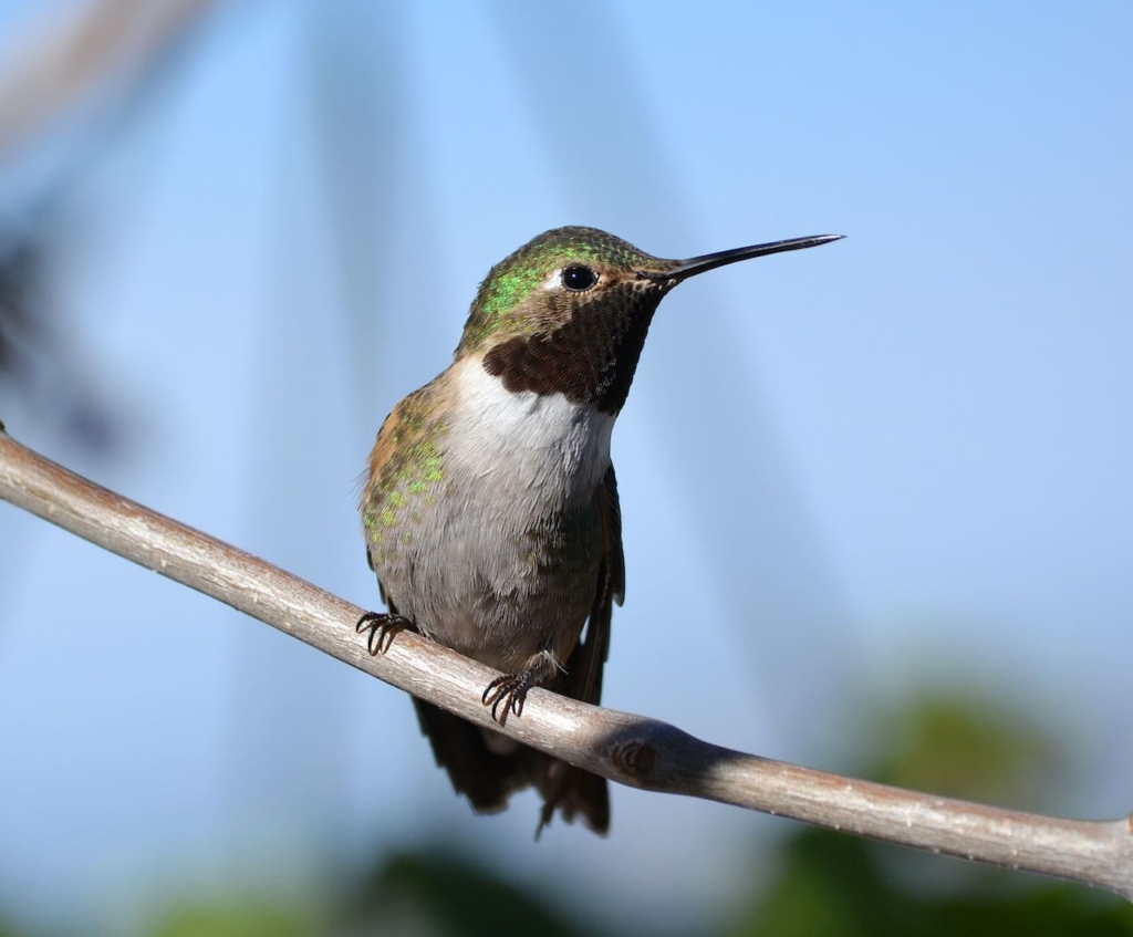 20+ Most Beautiful Birds in the World (2023) | Beautiful Pet Birds 7 Hummingbirds