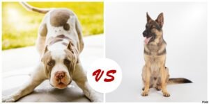 Pit Bull Vs German Shepherd