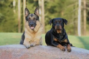 Rottweiler vs German Shepherd